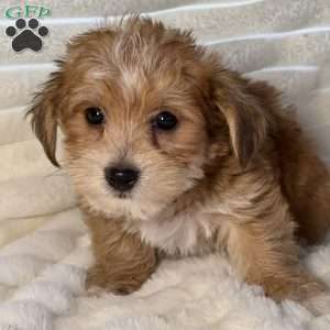 Leroy, Morkie / Yorktese Puppy