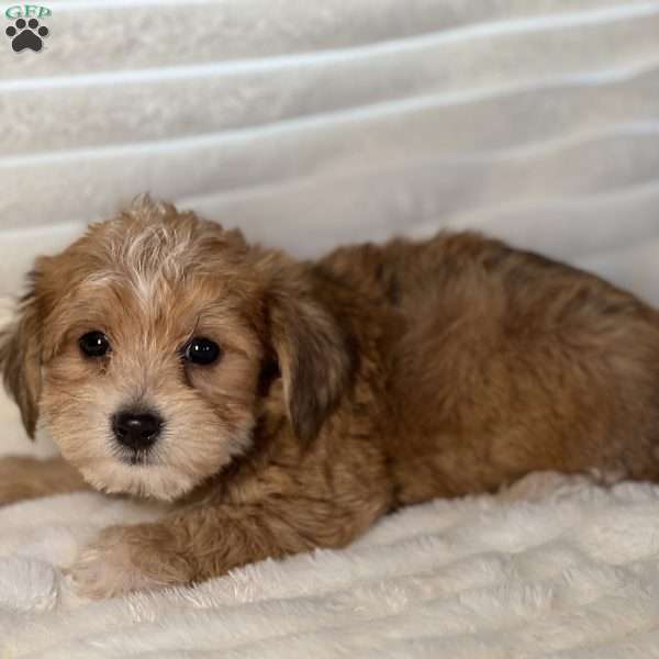 Leroy, Morkie / Yorktese Puppy