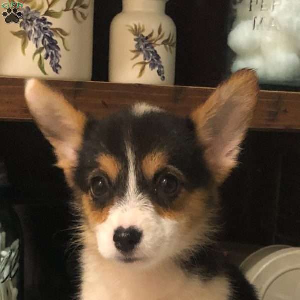 Lulu, Pembroke Welsh Corgi Puppy