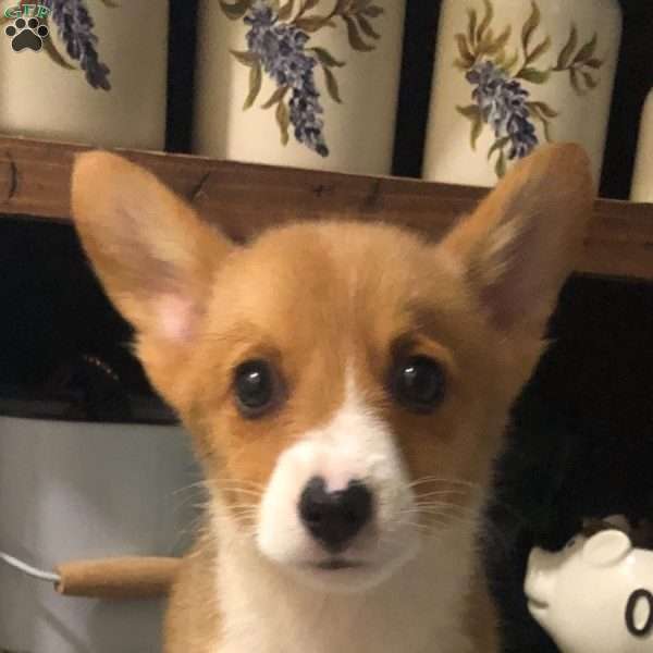 Lennie, Pembroke Welsh Corgi Puppy