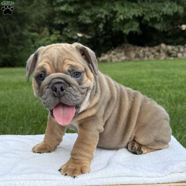Milo, English Bulldog Puppy