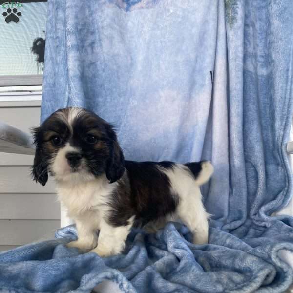 Colton, Cava-Tzu Puppy