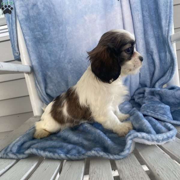 Cade, Cava-Tzu Puppy