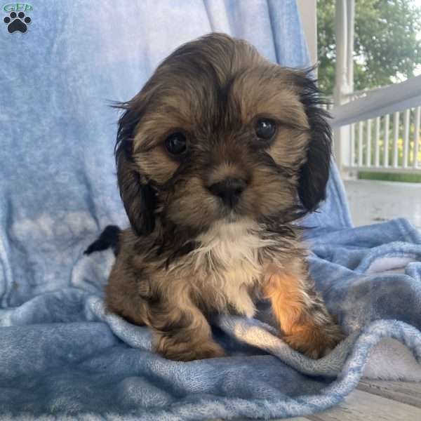 Cocoa, Cava-Tzu Puppy
