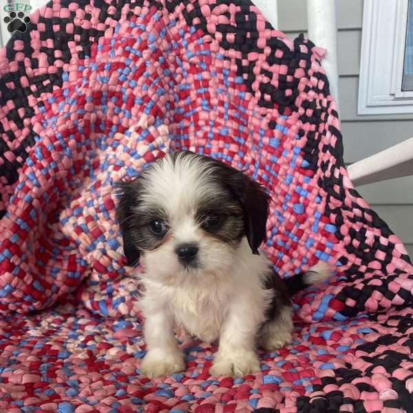 Wanita, Cava-Tzu Puppy