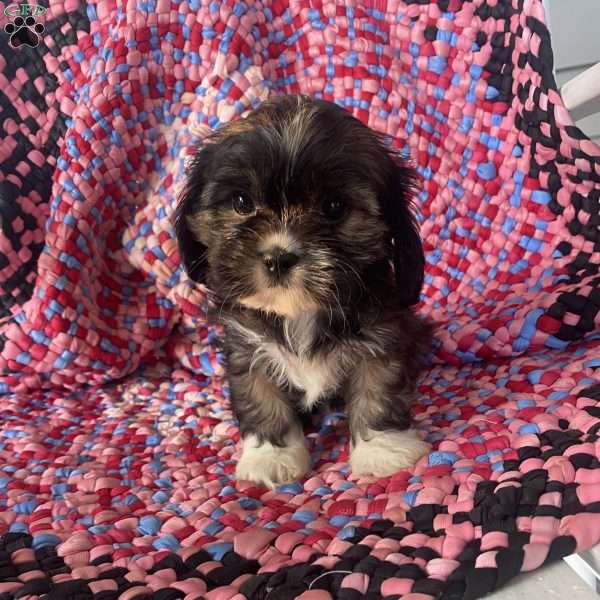 Wynona, Cava-Tzu Puppy