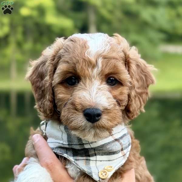 Biscuit, Mini Goldendoodle Puppy