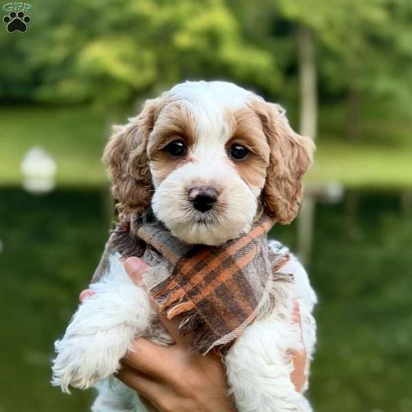 Caramel, Mini Goldendoodle Puppy