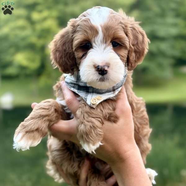 Cannoli, Mini Goldendoodle Puppy