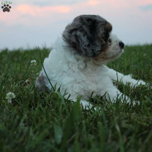 Raine, Cavapoo Puppy