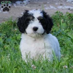 Thomas, Cavapoo Puppy