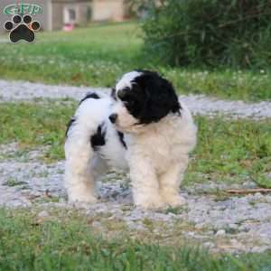 Thomas, Cavapoo Puppy