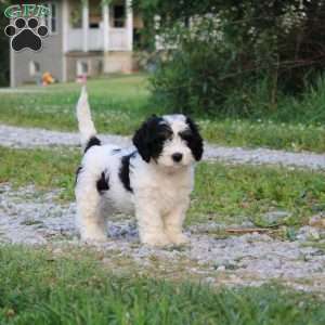 Thomas, Cavapoo Puppy