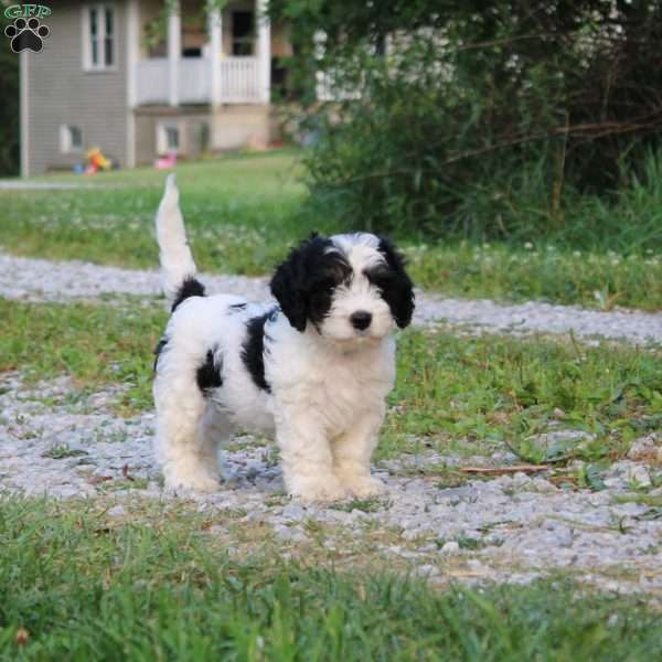 Thomas, Cavapoo Puppy