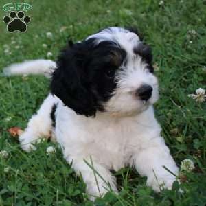 Thomas, Cavapoo Puppy