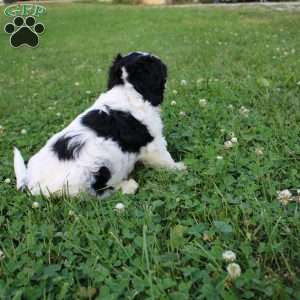 Thomas, Cavapoo Puppy