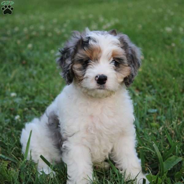 Anne, Cavapoo Puppy