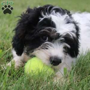 Thomas, Cavapoo Puppy