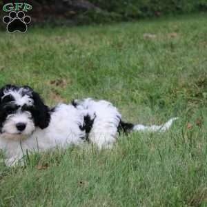 Thomas, Cavapoo Puppy