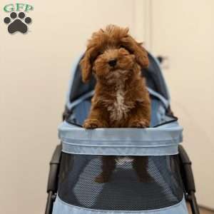 Tiger, Cavapoo Puppy
