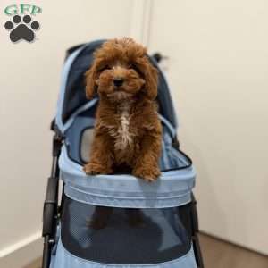 Tiger, Cavapoo Puppy