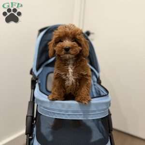 Tiger, Cavapoo Puppy