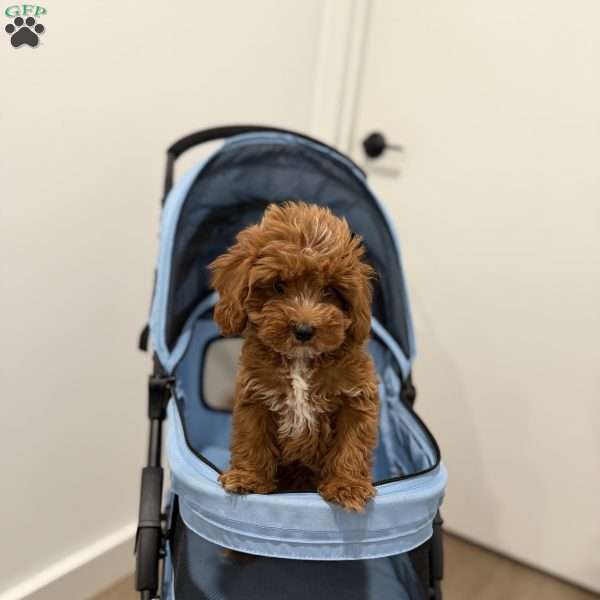 Tiger, Cavapoo Puppy