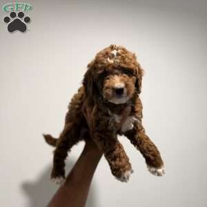 Trixie, Mini Goldendoodle Puppy