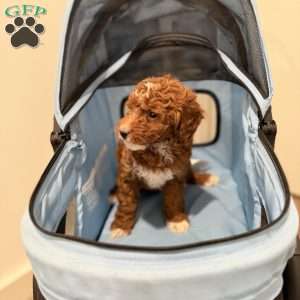 Trixie, Mini Goldendoodle Puppy