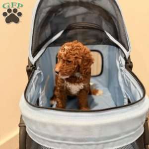 Trixie, Mini Goldendoodle Puppy