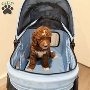 Trixie, Mini Goldendoodle Puppy