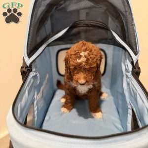 Trixie, Mini Goldendoodle Puppy