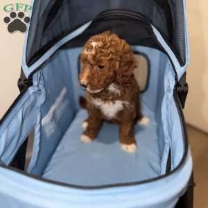 Trixie, Mini Goldendoodle Puppy