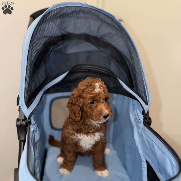 Trixie, Mini Goldendoodle Puppy