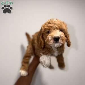 Byron, Mini Goldendoodle Puppy
