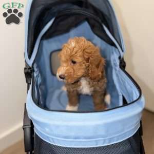 Byron, Mini Goldendoodle Puppy