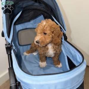 Byron, Mini Goldendoodle Puppy