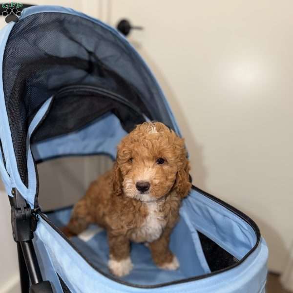 Byron, Mini Goldendoodle Puppy