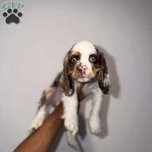 Chrome, Cocker Spaniel Puppy