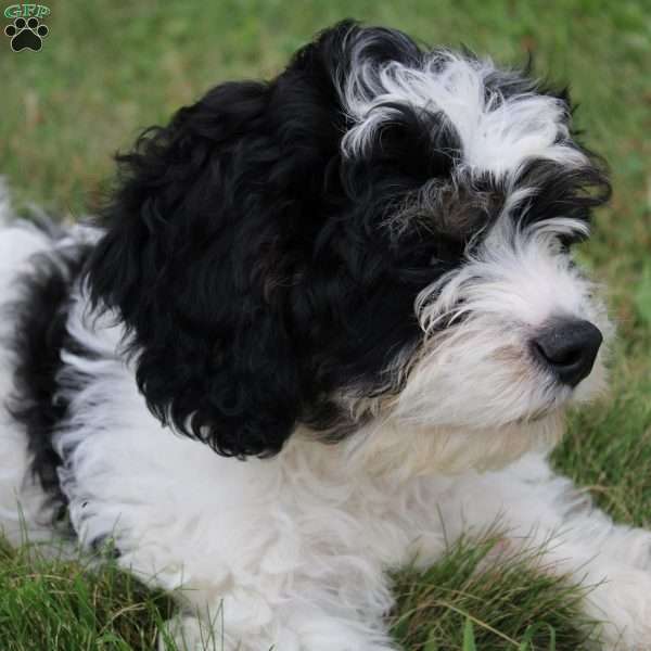 Thomas, Cavapoo Puppy