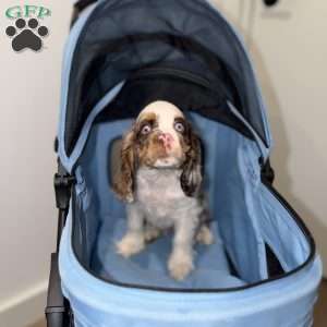Chrome, Cocker Spaniel Puppy