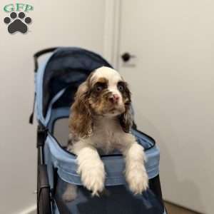 Chrome, Cocker Spaniel Puppy