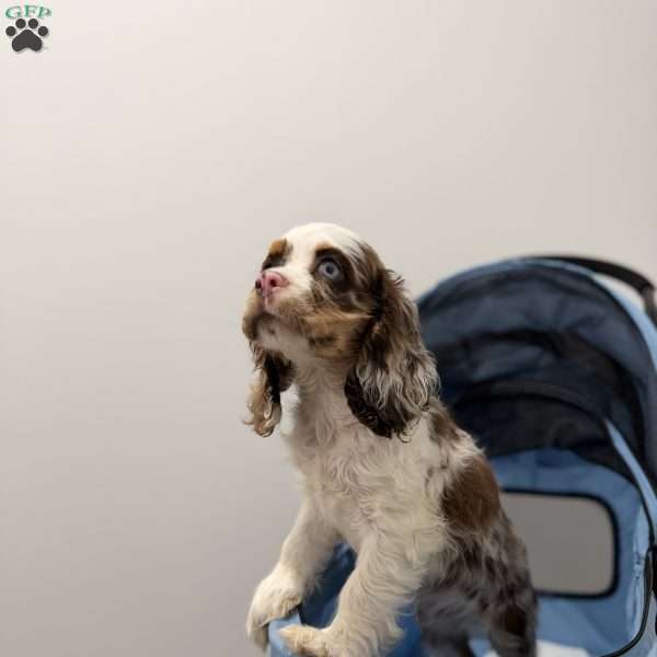 Chrome, Cocker Spaniel Puppy