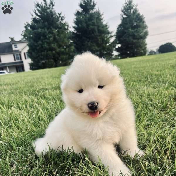 Finn, Samoyed Puppy