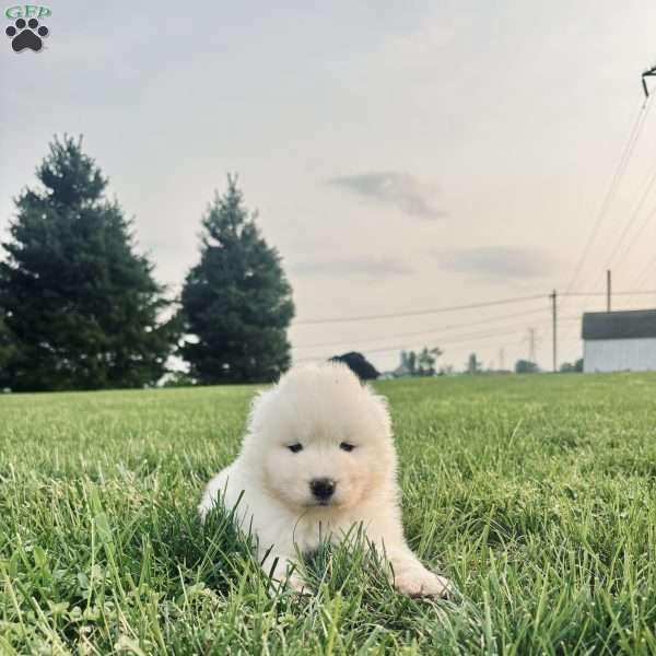 Teddy, Samoyed Puppy
