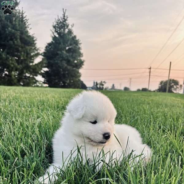 Maverick, Samoyed Puppy