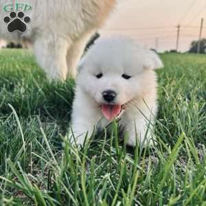 Maverick, Samoyed Puppy