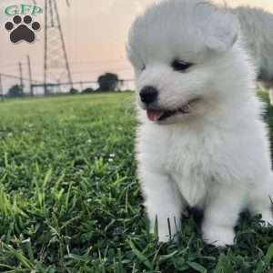 Iris, Samoyed Puppy