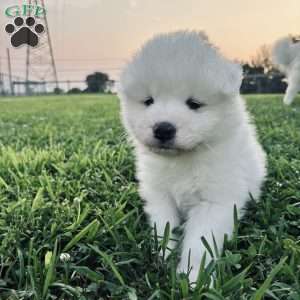 Iris, Samoyed Puppy