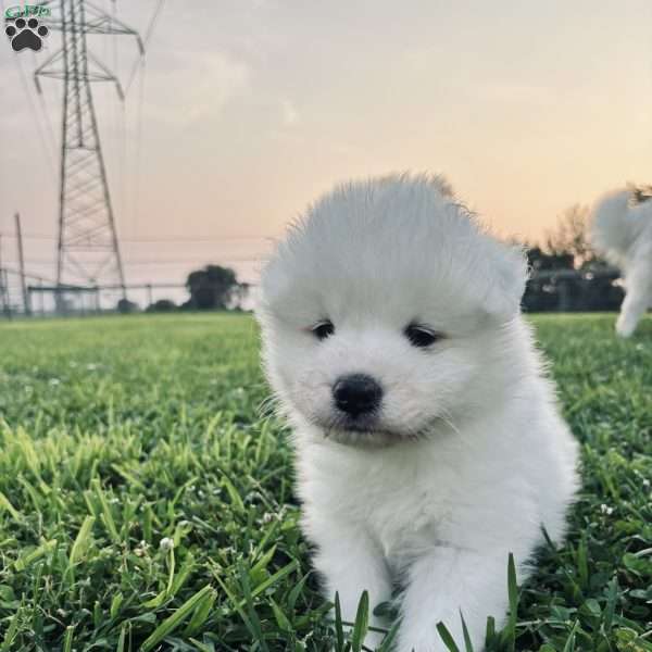 Iris, Samoyed Puppy